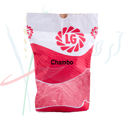 Chambo Winter Type of Wheat